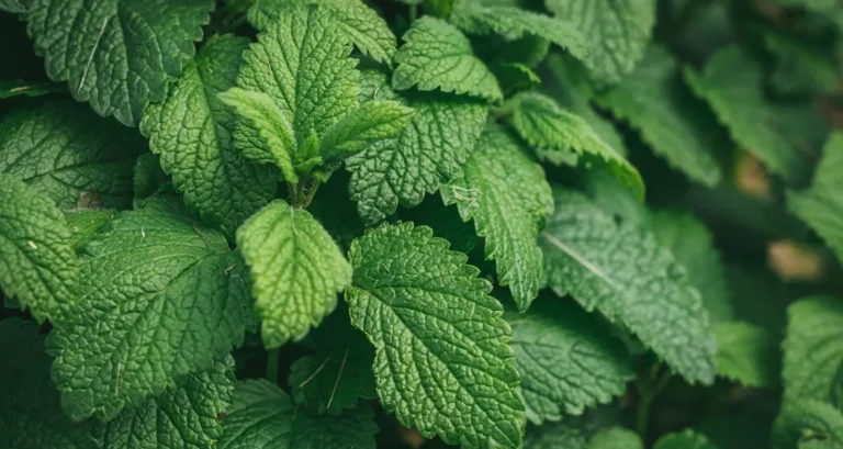 Discover the peppermint and ginger tea benefits organically. Boost digestion, relieve stress, and enjoy a refreshing journey to wellness. Relieve symptoms, boost energy, promote relaxation, and support weight loss. [According to Medline Plus, the U.S. National Library of Medicine.] For centuries, plants have been integral to folk medicine. According to the "Salud 180" portal, peppermint and ginger tea benefits can help reduce stomach inflammation. Since both ingredients have anti-inflammatory properties. The stomach usually becomes inflamed or distended. It is often caused by overeating rather than by a serious illness. Health Benefits of Organic Peppermint Mint has other properties. Such as being expectorant, antiseptic, analgesic, antibacterial, and antitussive, among others. Also, it is composed of water, fiber, and minerals. Such as calcium, potassium, copper, or magnesium, as well as vitamins A, B, C, and D. In addition, it contains a very low level of fat and carbohydrates. However, it can cause insomnia if consumed in large quantities. Due to its menthol content, it is not recommended for children under two years of age. Excessive consumption can cause nausea and diarrhea. It should not be taken during pregnancy because it can cause spontaneous abortion. fermented Ginger Health Benefits According to the Healthline and Psychology and Mind portals, ginger has different benefits. Such as consumed by women who suffer from cramps or menstrual pain, as it reduces pain. And can be more effective than medication. Ginger boosts human defenses, preventing colds and flu. It contains antioxidants that improve brain function, helping against Alzheimer's. Ginger also reduces age-related brain dysfunction. Additionally, Substances in ginger block prostaglandin effects. Prostaglandin inflames brain blood vessels, causing headaches. Ginger improves circulation. It increases oxygen levels throughout the body. Making Peppermint and Ginger Tea: Know the benefits Therefore, to obtain the benefits of these ingredients. You need a tablespoon of mint leaves. Use a quarter of a ginger root and a cup of water. Next, you should bring the water to a boil and when it reaches boiling point, add the mint and let it sit for three minutes. Add the ginger root, wait three more minutes, and then remove the water from the heat. Finally, Peppermint and Ginger Tea can be drunk hot or cold. Caution with Herbal Medicines Medline Plus warns that although many believe herbs are safer than drugs. "Natural" doesn't always mean safe. Herbs can cause side effects or become harmful in large amounts. This is particularly true if people do not use them as directed or if they interact with other medications. . Note that many people believe herbs are safer for treating illness than drugs, according to Medline Plus. However, "natural" does not mean safe. Herbs must be taken as directed. They might interact with other drugs, become harmful in large amounts, or cause side effects. The library explained that "real-life stories" are not scientific evidence. There is no proof that others will have the same results. Along the same lines, he clarified that medicinal herbs: They are not regulated like medicines. Sellers do not need to subject herbs to strict testing before selling them. They may not work as advertised. Labels do not need approval. They may not show the correct amount of an ingredient. Some herbal medicines may contain ingredients or contaminants not mentioned on the label. For this reason, before consuming any infusion, the first thing to do is consult a health expert. So that he or she can guide the process and indicate what is most appropriate for each person. Is peppermint tea good for weight loss? Peppermint tea may help with weight loss. It can improve digestion and reduce appetite, which might make it easier to manage weight. However, drinking peppermint tea alone is unlikely to lead to significant weight loss. Eating a balanced diet and getting exercise are essential. Mint tea benefits for women Mint tea, including peppermint tea, offers several benefits for women. It can help reduce stress, relieve menstrual cramps, improve digestion, and freshen your breath. It's also caffeine-free, making it a good alternative to caffeinated drinks. Peppermint tea skin benefits: Peppermint tea can be good for the skin due to its antioxidant properties. It may help control oil production, reduce acne, and improve skin texture. Drinking it regularly might support overall skin health. How long does it take for peppermint tea to work? People can feel the effects of peppermint tea quite quickly, often within 30 minutes. For digestion and relaxation, you might notice benefits soon after drinking. However, for more noticeable effects like skin improvement. Regular consumption over a few weeks may be necessary. Conclusion Herbal medicines like peppermint and ginger tea offer many benefits. It can reduce inflammation, improve digestion, and relieve menstrual pain. However, use them with caution. People have used these natural remedies for centuries, and they offer various health benefits. It's important to follow proper guidelines. Herbal remedies may improve skin health, boost energy, and enhance relaxation. However, improper use can lead to interactions with medications or unwanted side effects. Always consult a healthcare professional before starting any herbal treatment to ensure it's safe for you. Remember, "natural" doesn't always mean safe. Informed use is key to enjoying the health benefits of herbs. peppermint ginger and fennel herbal tea benefits ginger and peppermint tea benefits