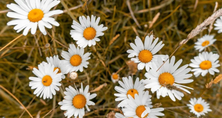 The best Chamomile tea is a popular tea known for its many health benefits. Native to Europe and Western Asia, chamomile has been used for centuries for its healing and calming properties. This infusion, made from the dried flowers of the chamomile plant, offers many benefits, ranging from reducing anxiety to relieving digestive disorders. One of the main benefits of chamomile tea is its ability to calm anxiety and promote relaxation. Chamomile's natural soothing properties help reduce stress and tension. They are making it a popular choice for those seeking relief from nervousness and agitation. Drinking a cup of chamomile tea before bed can help improve sleep quality and promote an overall sense of well-being. In addition to its calming effects, chamomile tea is also known for its decongestant properties. Inhaled while hot, the steam from the tea can help open up congested airways and relieve nasal congestion and coughing. This quality makes chamomile tea especially helpful during colds and flu, as it can help relieve respiratory symptoms and make breathing easier. Another important benefit of chamomile tea is its ability to reduce inflammation in the intestines. It also reduces and relieves digestive disorders. Chamomile has anti-inflammatory compounds that reduce inflammation in the digestive tract. It can help with conditions like gastritis, IBS, and indigestion. Chamomile tea also has carminative properties. It can relieve gas, menstrual pain, and bloating. All in all, Chamomile tea is a versatile herbal drink with many health benefits. It helps calm anxiety and clear the respiratory tract. It also reduces intestinal inflammation and eases digestive issues. Chamomile is a popular choice for natural wellness. What is Chamomile? Chamomile is a plant with white and yellow flowers. Its name comes from its scent, which is reminiscent of the aroma of an apple. It is considered one of the most popular medicinal plants in Mexico. Although chamomile is thought to be native to Europe, it is most commonly found in Mexico and North America. Chamomile grows around places with lots of grass. It also grows in dry, high-altitude terrain, at an altitude of between 1,200 and 2,000 meters. It adapts well to dry, sandy places in the mountains, but it is also grown in gardens. Pure chamomile tea health benefits and side effects Chamomile tea is well-known for its health benefits. It has anti-inflammatory and antiseptic properties that improve liver function and reduce inflammation. Chamomile also helps with digestive health, relieving stomach discomfort. A study from Kharkiv Karazin National University in Ukraine found that chamomile flavonoids protect the liver from toxins. Regular chamomile tea can improve sleep quality. And reduce symptoms of insomnia and depression. Why chamomile Tea is good for digestive health Chamomile tea is widely known for its positive effects on the digestive system. It helps relieve indigestion, nausea, and colic. Its antispasmodic properties relax the muscles of the gastrointestinal tract. And easing food passage and reducing discomfort. The anti-inflammatory power of chamomile also helps with poor digestion and heartburn. Some experts suggest drinking it after meals to aid digestion and prevent stomach issues. Additionally, chamomile helps stimulate bile production from the gallbladder. Also supports liver and digestive health. Why chamomile tea helps fight insomnia Insomnia is a sleep disorder that causes difficulties in falling or staying asleep. Chamomile tea is one of the most effective natural solutions to combat this problem. Due to its mild sedative effects. It contains antioxidants such as apigenin. Which binds to receptors in the brain and helps induce relaxation and improve sleep quality. A 2016 study of new mothers showed that daily consumption of chamomile tea for two weeks significantly improved sleep quality. It also helped reduce symptoms of depression. Another study in 2017 shows that higher doses of chamomile extract also improved sleep in older adults. These findings suggest that chamomile may be an effective aid in promoting restful sleep and reducing anxiety and stress. Chamomile tea recipe: Chamomile tea has long value as a natural remedy for a variety of health concerns. From easing anxiety and improving sleep to aiding digestion. Its soothing, anti-inflammatory qualities also make it a popular ingredient in skincare products. Now, let’s dive into a simple chamomile tea recipe to share and enjoy with your loved ones! Ingredients: 4 cups of water (filtered or bottled if your tap water isn’t ideal) 4 chamomile tea bags (or 2 tablespoons of dried chamomile flowers) Honey or lemon (optional) Instructions: Begin by boiling the water. Place the best chamomile tea bags or dried flowers in a teapot, then pour the hot water over them. Let the tea steep for about 5 minutes. Carefully pour the tea into cups through a strainer. Add honey or lemon to taste, if desired. Your soothing chamomile tea is ready to enjoy!